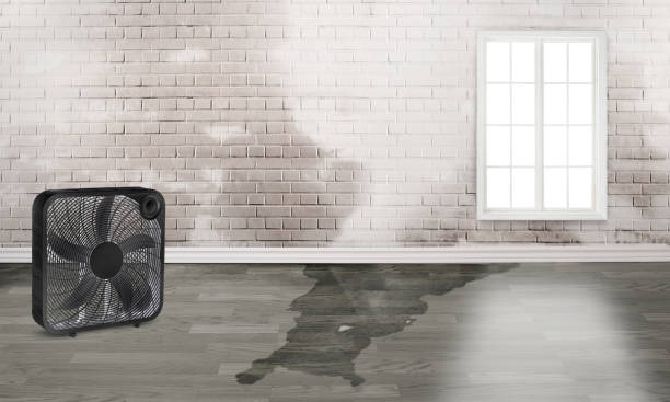 Best Water damage restoration near me  in Celina, OH